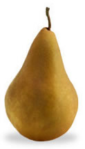 bosc pear for pie