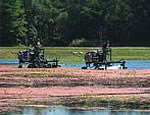 cranberry wet harvest