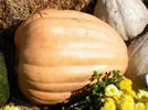 libby dickinson pumpkin