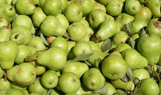 green pears for pies