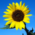 a sunflower